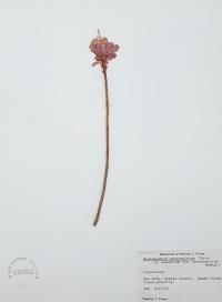 Rhododendron mucronulatum image