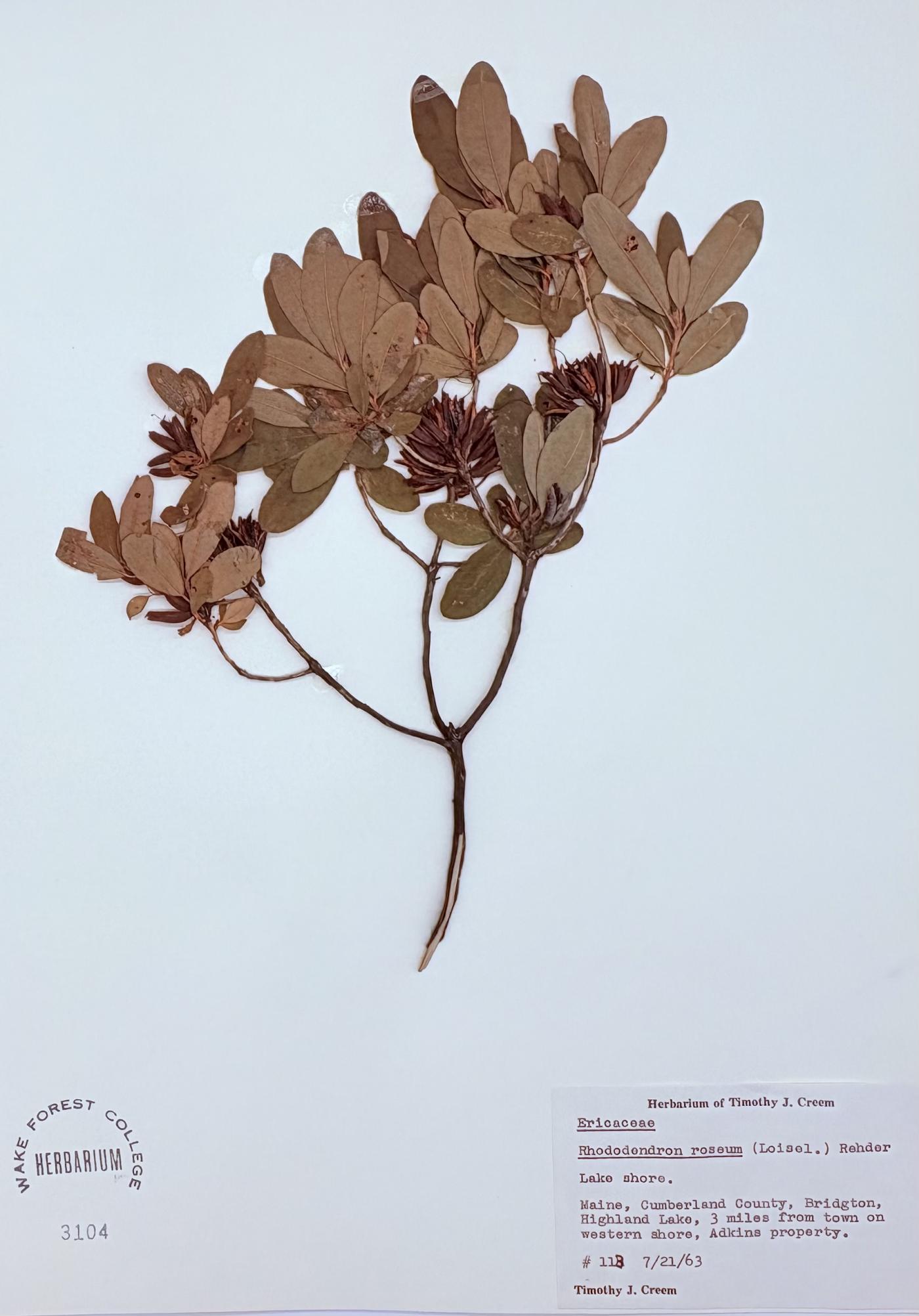 Rhododendron roseum image