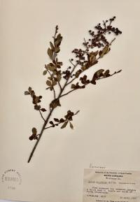 Lyonia ligustrina image