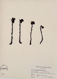 Hypopitys monotropa image