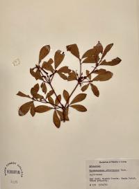 Rhododendron arborescens image