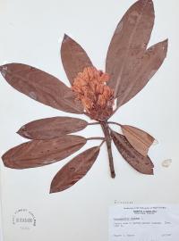 Rhododendron maximum image