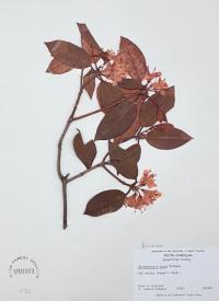 Rhododendron minus image