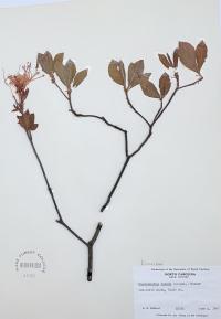 Rhododendron roseum image