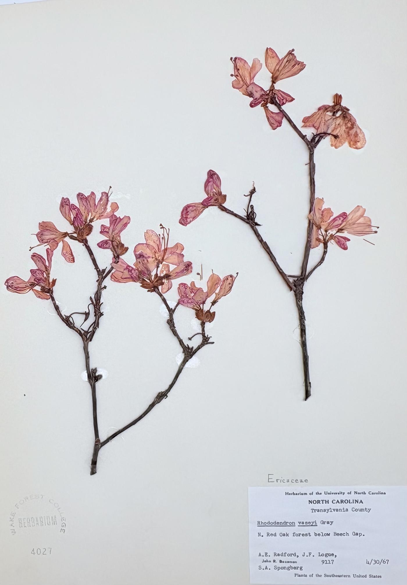 Rhododendron vaseyi image