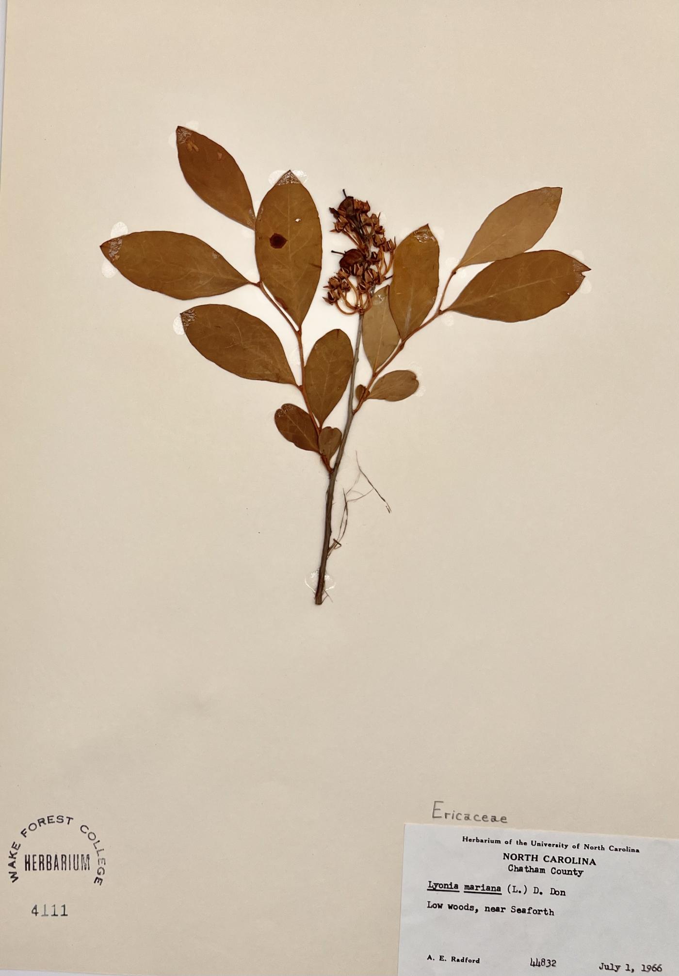 Lyonia mariana image