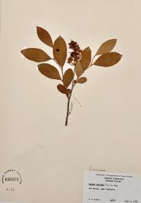 Lyonia mariana image