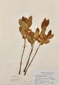 Lyonia mariana image