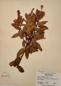 Pieris floribunda image