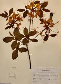 Rhododendron calendulaceum image