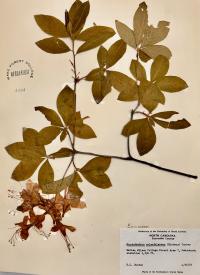 Rhododendron calendulaceum image