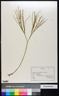 Psilotum nudum image