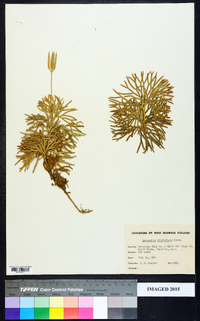 Diphasiastrum tristachyum image