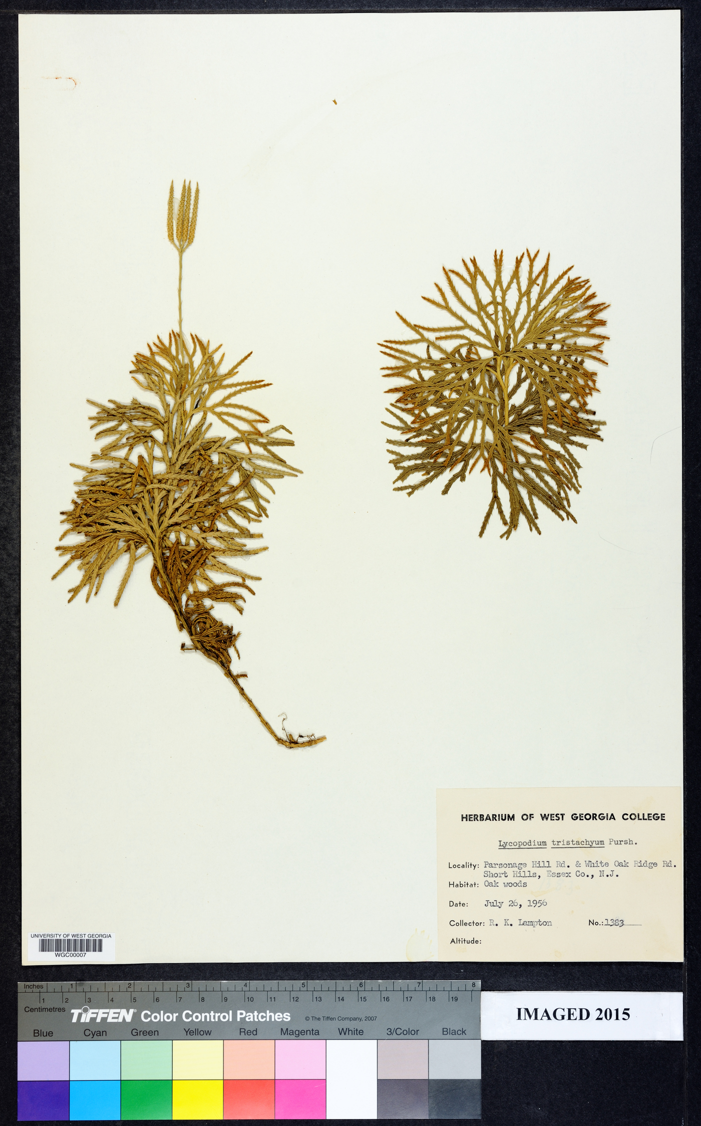 Diphasiastrum tristachyum image