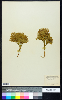 Diphasiastrum tristachyum image