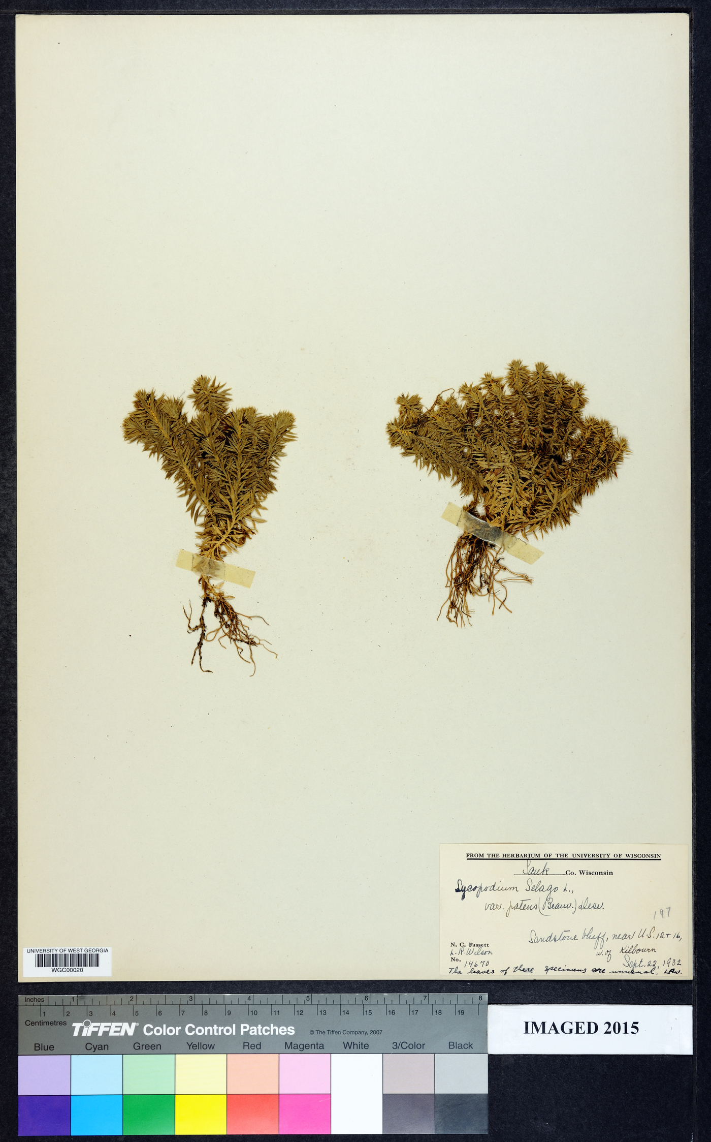 Huperzia selago var. selago image