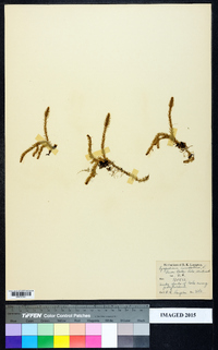 Lycopodiella inundata image