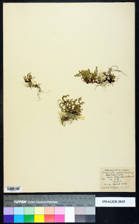 Selaginella rupestris image