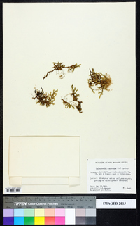 Selaginella rupestris image