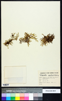 Selaginella rupestris image