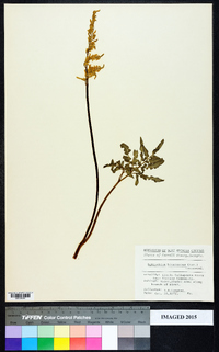 Sceptridium biternatum image