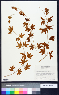 Lygodium palmatum image