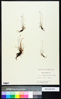 Schizaea pusilla image