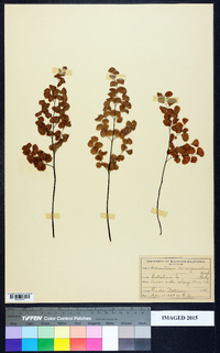 Adiantum emarginatum image