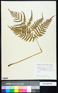 Pteridium aquilinum var. latiusculum image