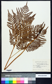 Pteridium aquilinum var. latiusculum image