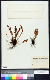 Woodsia ilvensis image