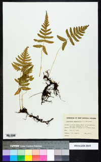 Phegopteris connectilis image