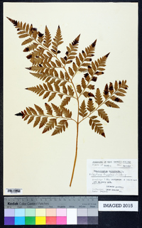 Gymnocarpium dryopteris image