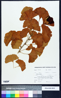 Ginkgo biloba image