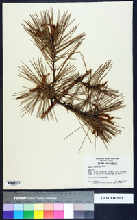 Pinus echinata image