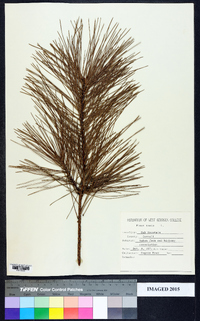 Pinus taeda image