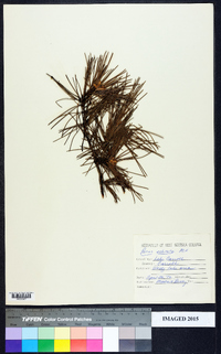 Pinus echinata image