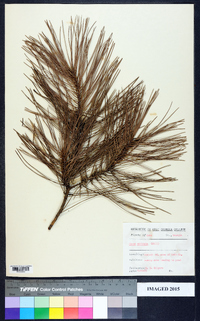 Pinus echinata image