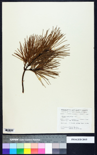 Pinus echinata image