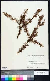 Larix laricina image