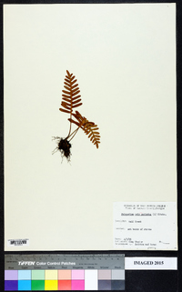 Polypodium polypodioides image