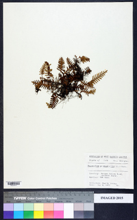 Polypodium polypodioides image