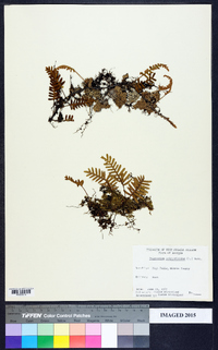 Polypodium polypodioides image