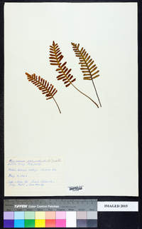 Polypodium polypodioides image