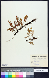 Polypodium polypodioides image