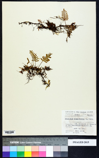 Polypodium polypodioides image