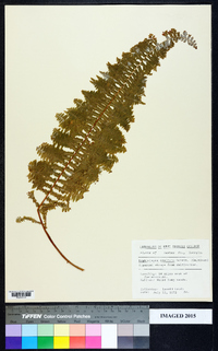 Nephrolepis exaltata image