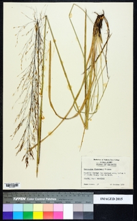 Sporobolus floridanus image