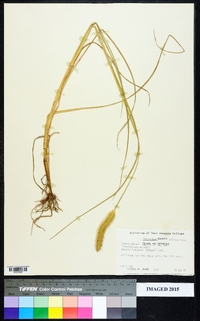 Pennisetum glaucum image