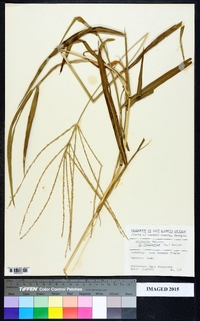 Digitaria filiformis image